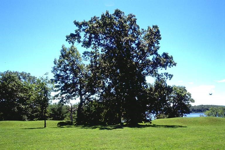 graphic of land and trees